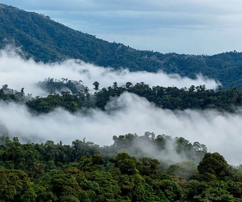 Cloud Forest, Ecuador